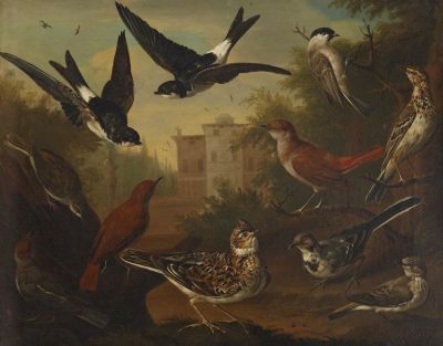 British Birds by Charles Collins

