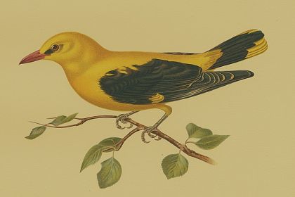 Flute-like songs of golden oriole recorded in summer woods