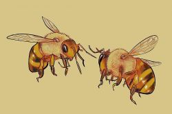 Bees

